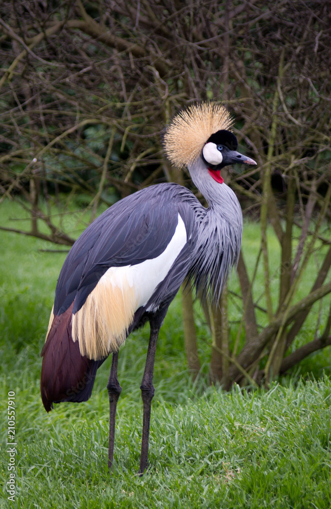 Fototapeta premium South African Crane