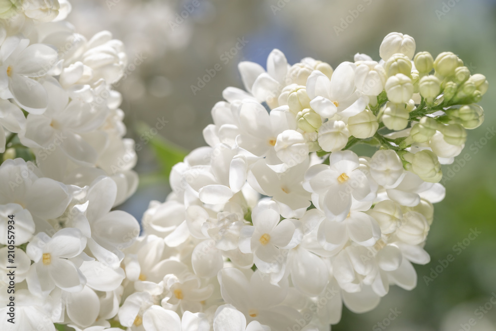 fresh blossomed white lilac with green leaves. fresh blossomed white lilac with green leaves.