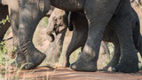 Elefantenbaby läuft zwischen Eltern im Bisch in Afrika