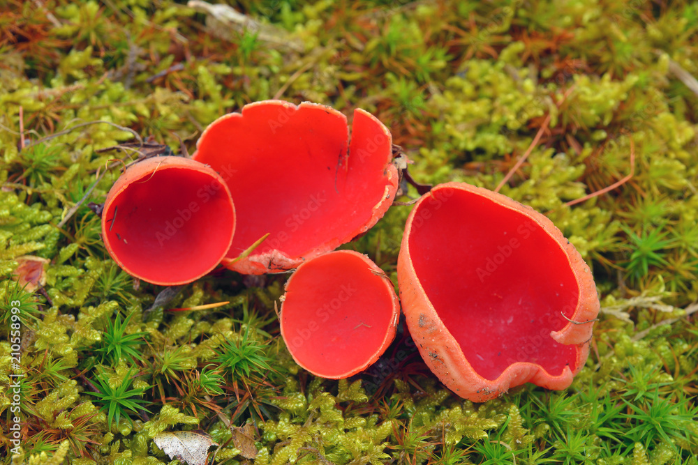 Scarlet elf cup
