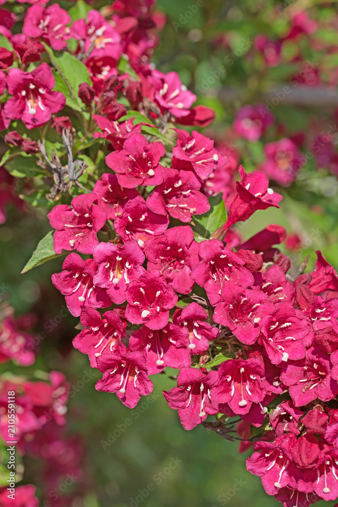 Blühende Weigelie Stock Photo Adobe Stock