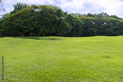 Image of green garden background in the park