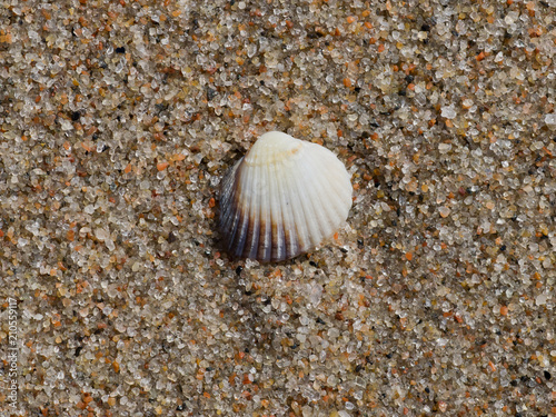 Seashell on sandy summer beach, in Estonia.
