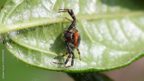 Fotografia Araignée