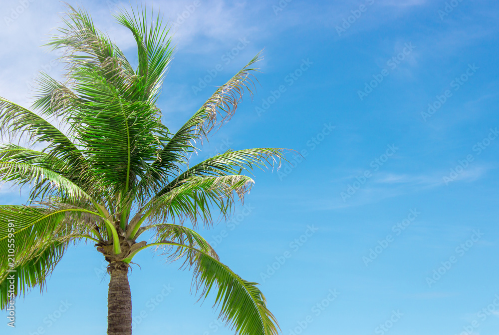 Fototapeta premium Coconut Palm tree with a cloudy blue sky,Copy space