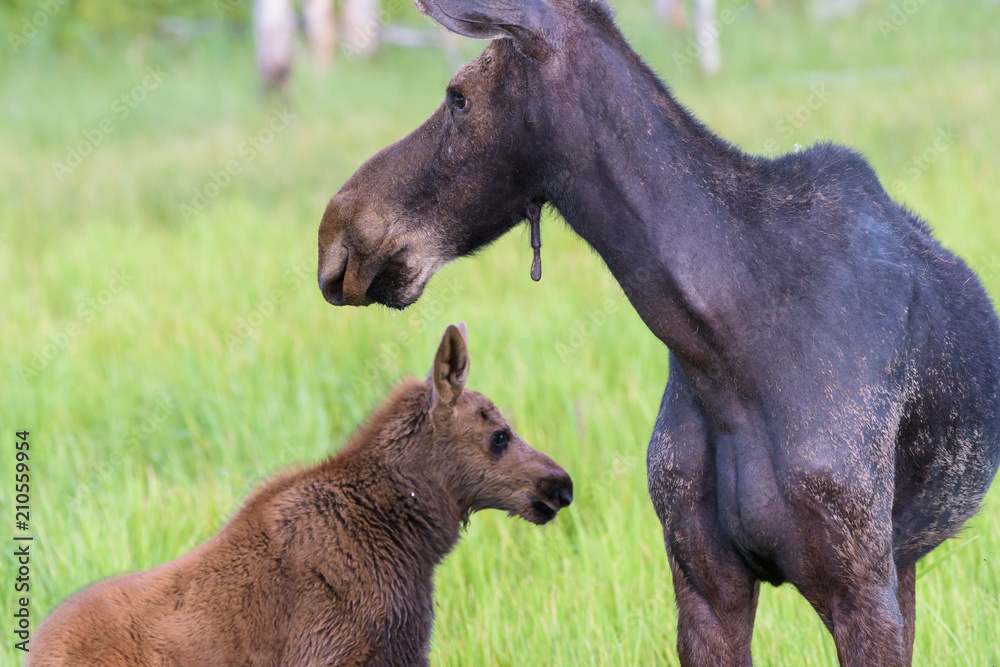 Shiras Moose of The Colorado Rocky Mountains Shiras Moose of The Colorado Rocky Mountains