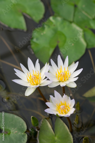 White lotus on water surface.