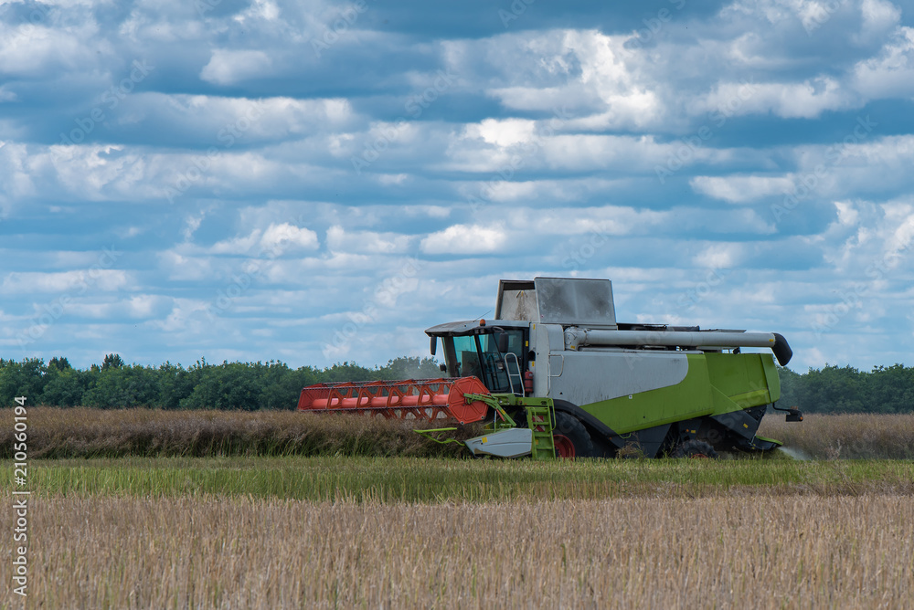 Obraz premium a large white harvester in the field of wheat and corn