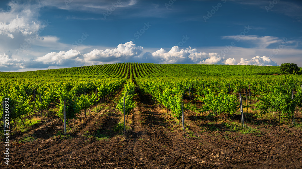 Fields of grapes in the summer