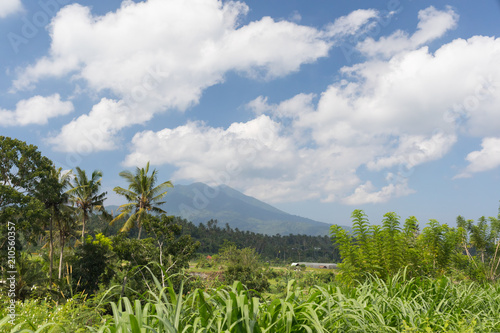 Tropical plants on a green field against a background of a mountain on a sunny day