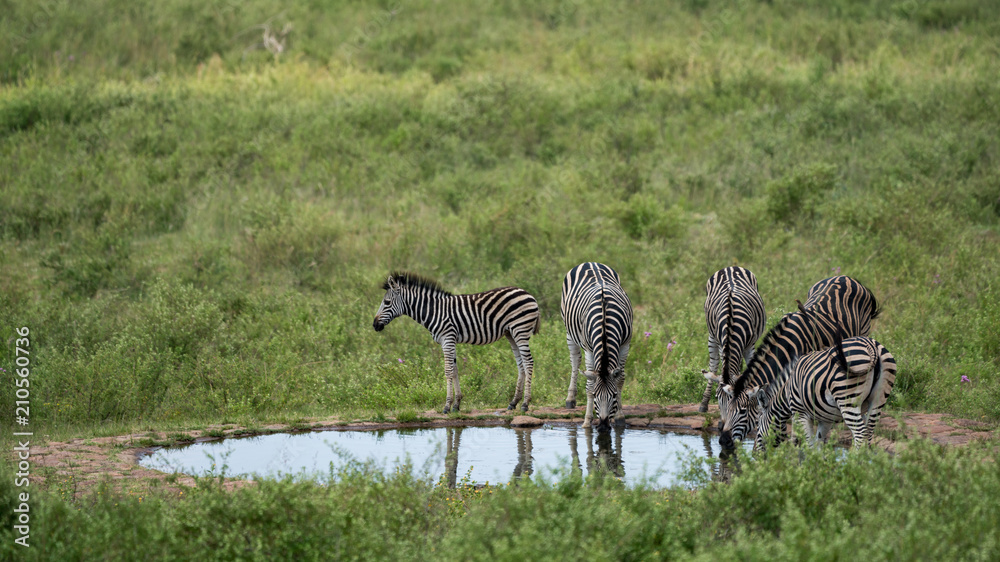Naklejka premium Zebraherde an einer Wasserstelle in Afrika