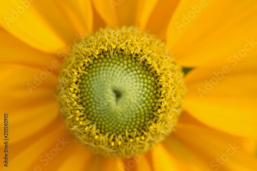 Macro details of yellow Margarete Daisy flowers in summer garden