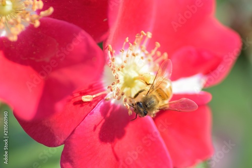 Macro details of Honeybee on Red Rose flower