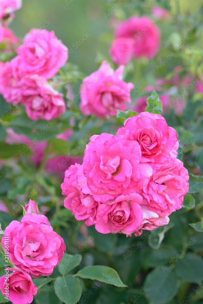 Macro details of pink Rose flower in summer garden