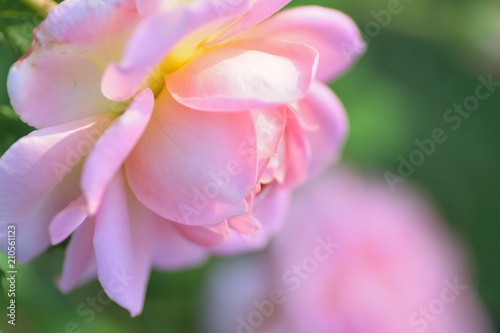 Macro details of pink Rose flower in summer garden © shubhashish5