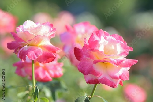 Fototapeta Naklejka Na Ścianę i Meble -  Macro details of pink Rose flower in summer garden