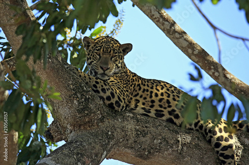 Jaguar Resting in a Tree. Pantanal, Brazil