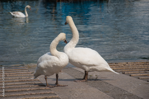 Fototapeta Naklejka Na Ścianę i Meble -  cisne