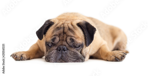 dog breed pug