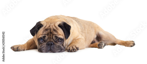 Fototapeta Naklejka Na Ścianę i Meble -  dog breed pug