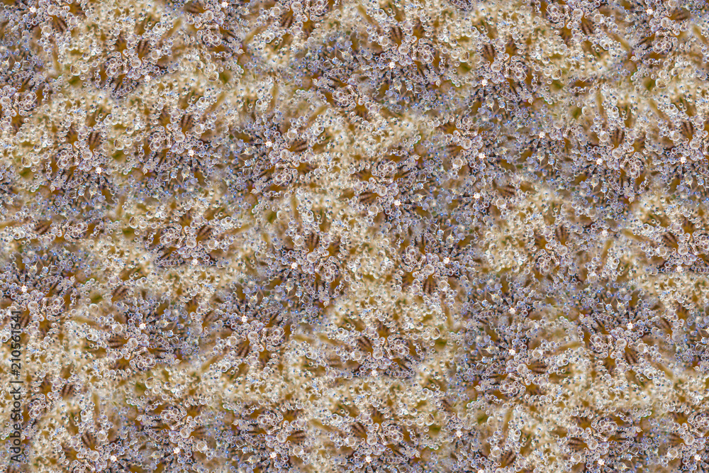 cobweb in a dew on a close-up flower cobweb in a dew on a close-up flower