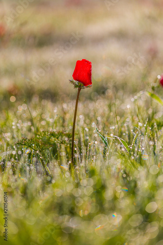 Fototapeta Naklejka Na Ścianę i Meble -  field of flowering red poppies