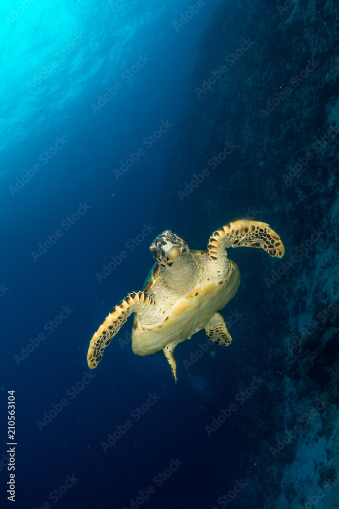 Obraz premium Hawksbill Turtle