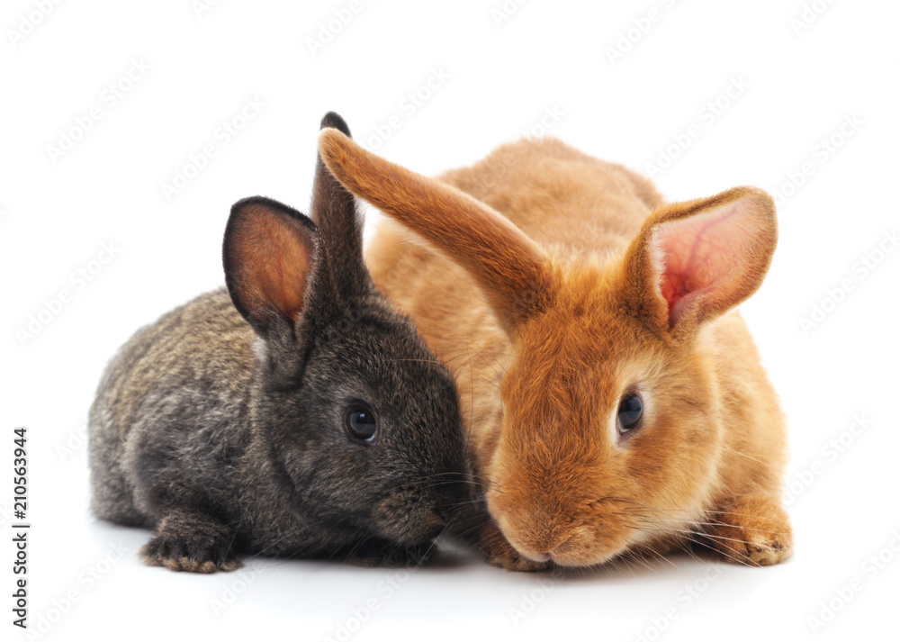Obraz premium Two little rabbits.