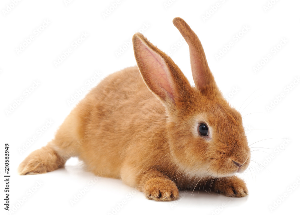 One brown rabbit.