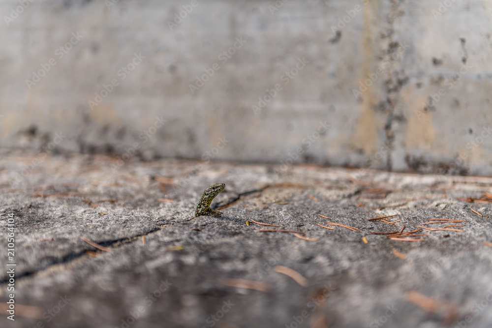 Wall lizard crawls out of a gap.