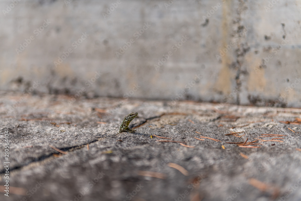 Wall lizard crawls out of a gap. Wall lizard crawls out of a gap.