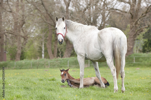 Foal lies tired next to mare