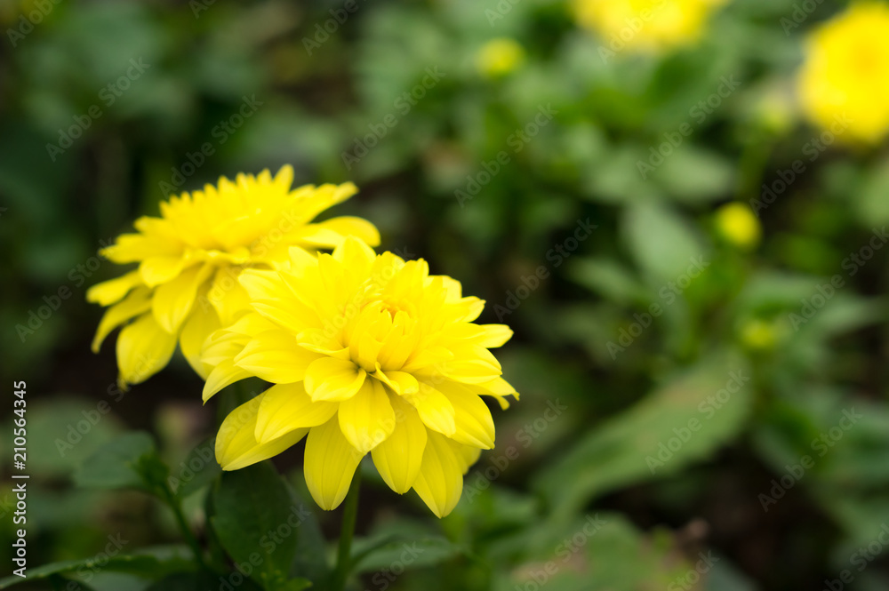 Yellow chrysanthemum flower in park. Yellow chrysanthemum flower in park.