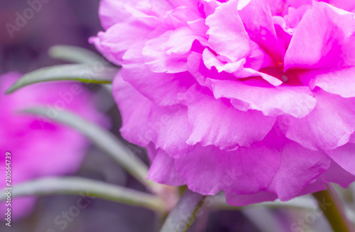 Fototapeta Naklejka Na Ścianę i Meble -  Close up pink flower, Pusley