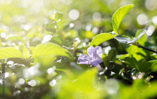 Purple flower and green leaves on blurred background, Bokeh nature background.