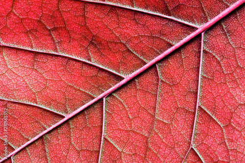 red abstract macro leaf texture close up