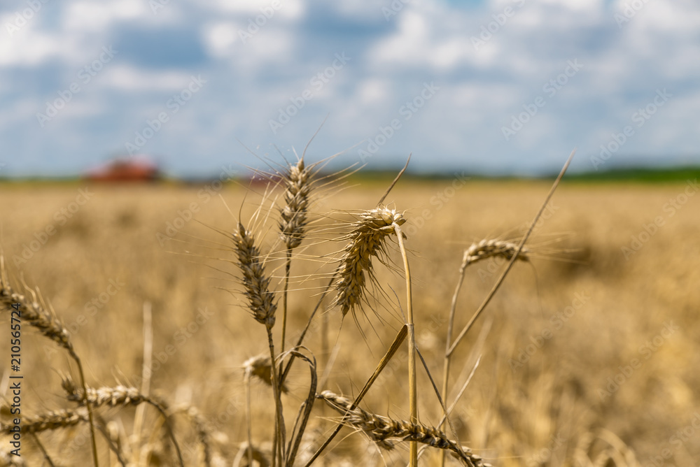 Fototapeta premium gold fields of wheat ready for harvest
