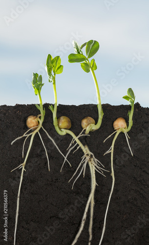 Pea sprouts in field sectional view