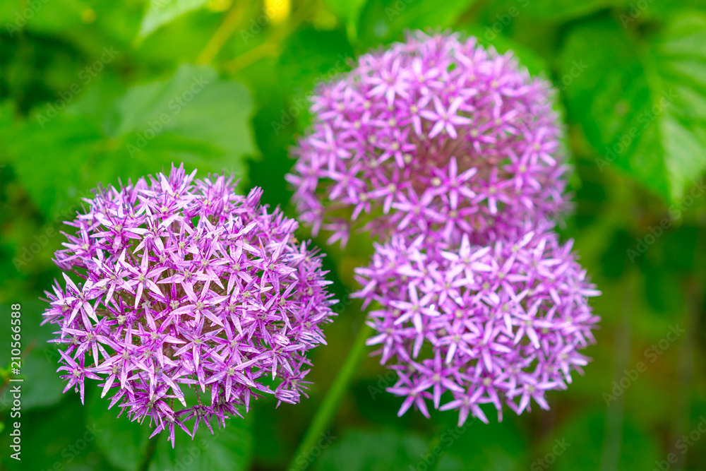 blooming Allium giganteum against the background of green leaves blooming Allium giganteum against the background of green leaves