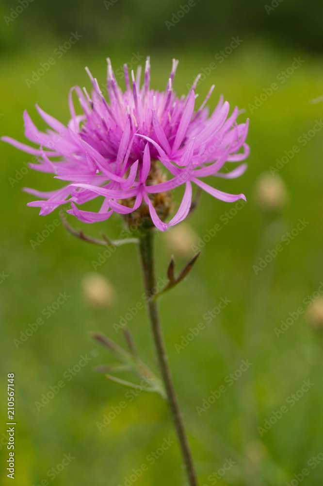 Violet flower in a Garden Violet flower in a Garden
