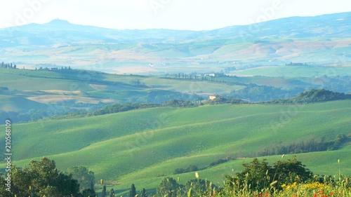 Beautiful Tuscan landscape in summer with red Poppy Flowers swaying in the wind, green field, Cypresses trees and many farms at Valdocia in central Italy photo