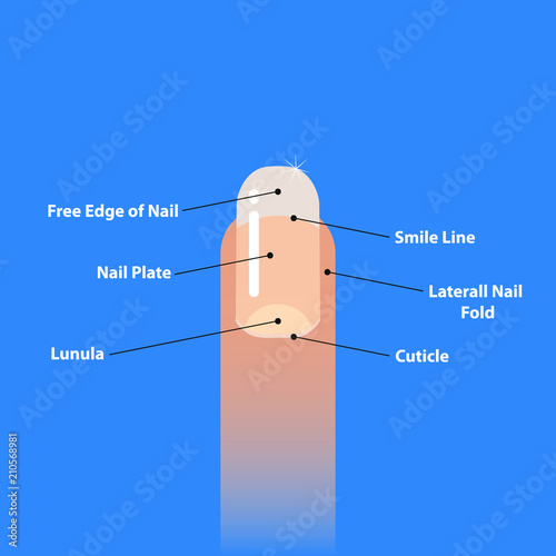 Structure and anatomy of human nail. Vector illustration.