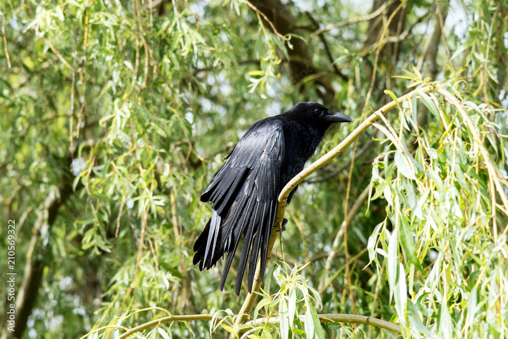 Crow, Corvus corone, showing wing feathers Crow, Corvus corone, showing wing feathers