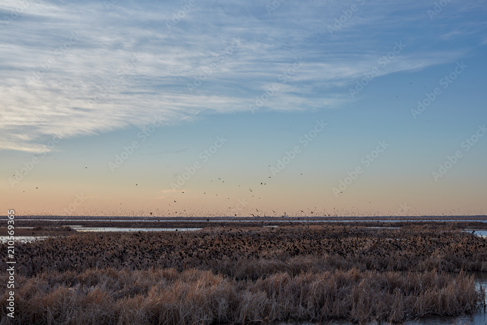 Flock of migrating blackbirds at sunset