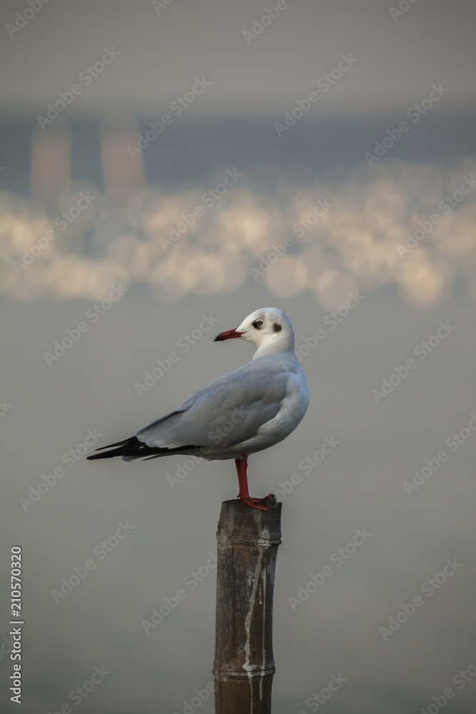A seagull fly and standing with sky sunset background A seagull fly and standing with sky sunset background