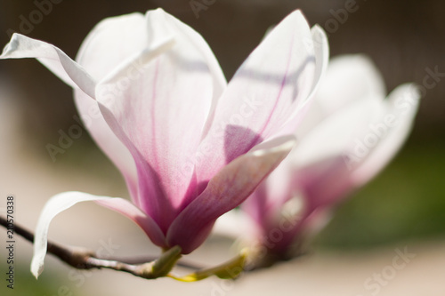 Close up of two magnolia flowers in bloom. Purple, pink and white on a green background.