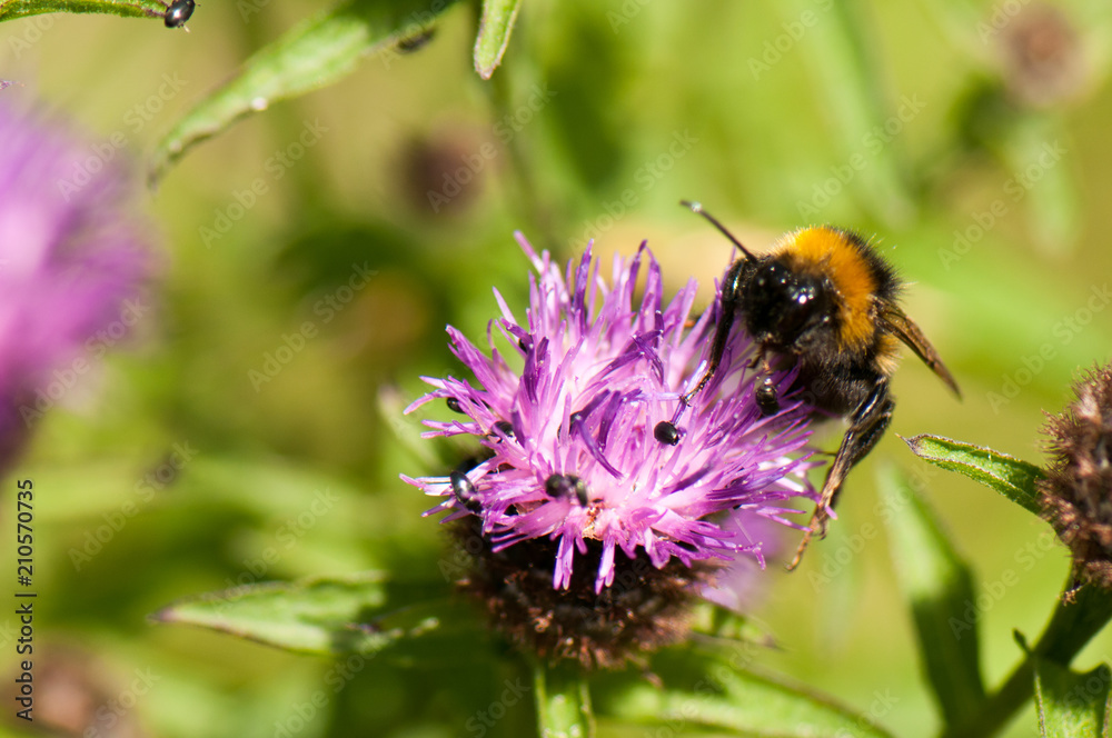 Bee and butterfly on wildflowers