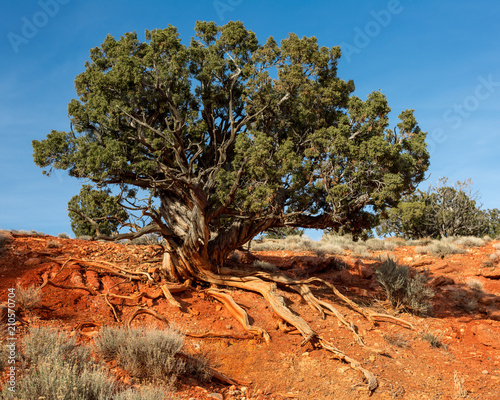 Utah Juniper root erosion photo