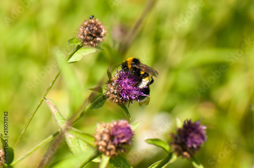 Bee and butterfly on wildflowers © Jennifer de Montfort