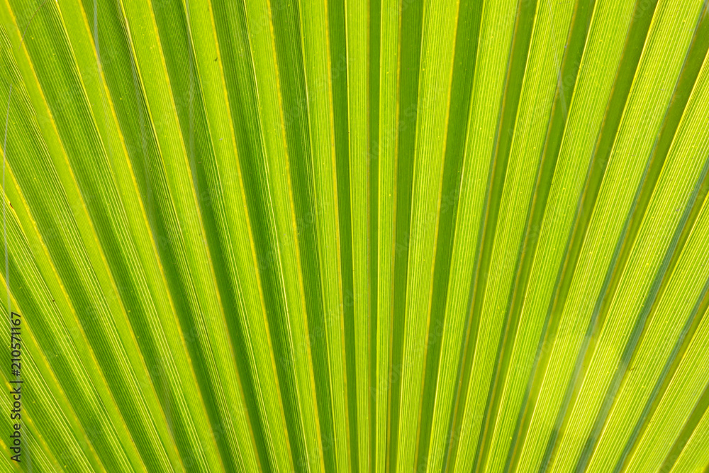 Texture of Green palm Leaf Texture of Green palm Leaf
